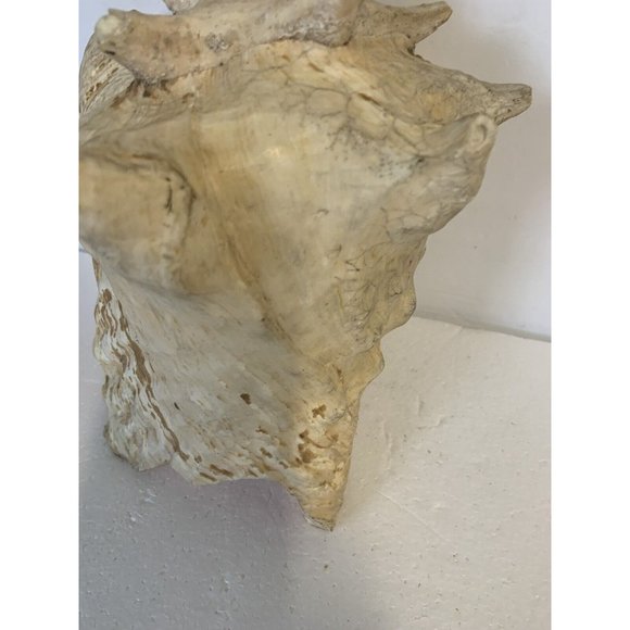 Large Conch Shell Queen Ocean Specimen Pink Sea Shell Fossil Nautical Beach - Picture 4 of 12